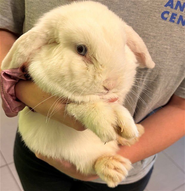 IZZY BOO - Mini Lop available for adoption