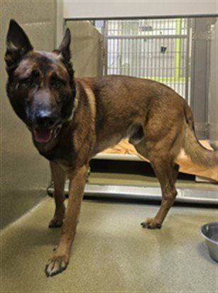 JAX - German Shepherd Dog available for adoption