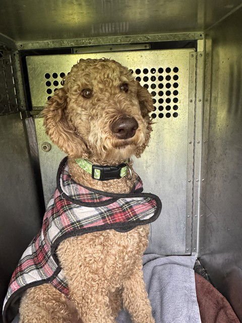 LOLA - Golden Retriever / Poodle (Standard) available for adoption