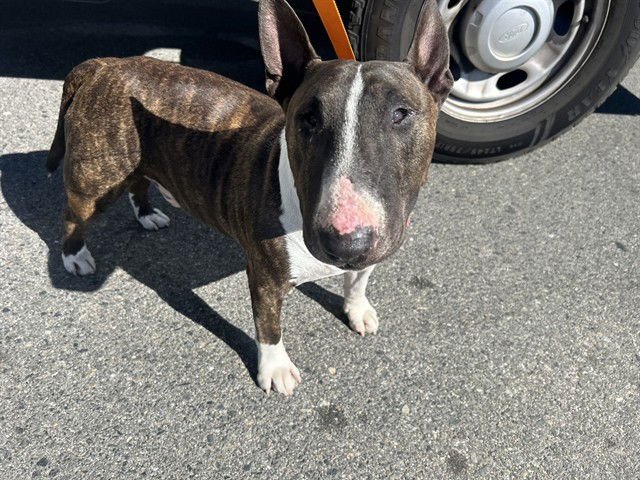 A777927 - Bull Terrier available for adoption