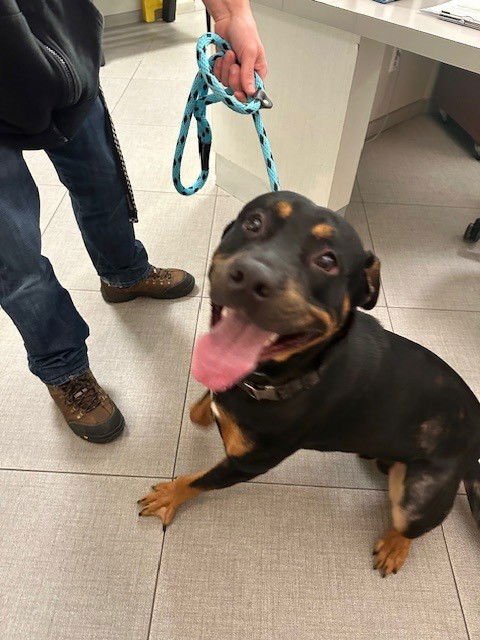 UNKNOWN - Rottweiler / Pit Bull Terrier available for adoption