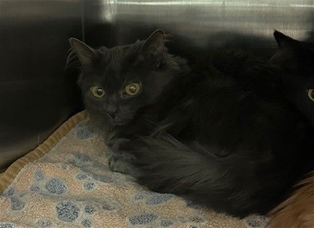 UNKNOWN - Domestic Long Hair available for adoption