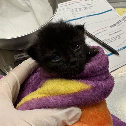 UNKNOWN - Domestic Short Hair available for adoption