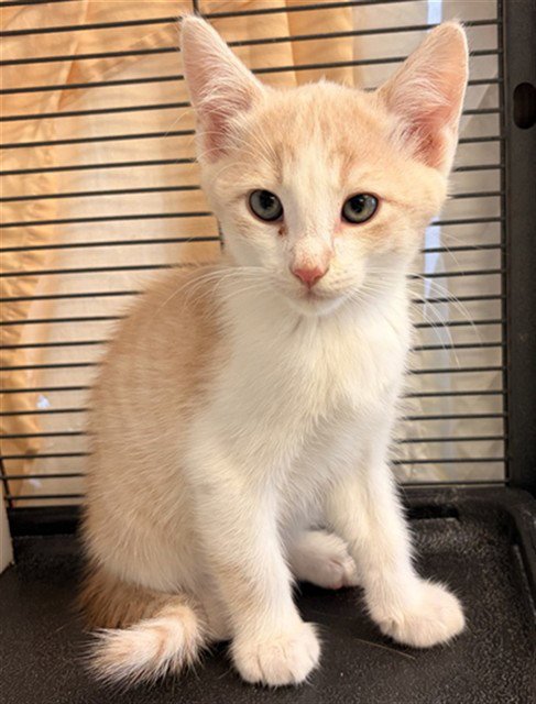 ISRAEL - Domestic Short Hair available for adoption