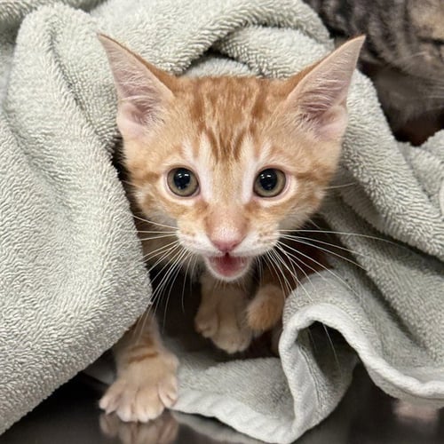GEORGE - Domestic Short Hair available for adoption