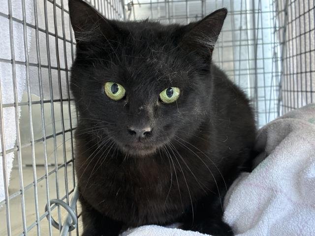 ARROW 1 - Domestic Short Hair available for adoption