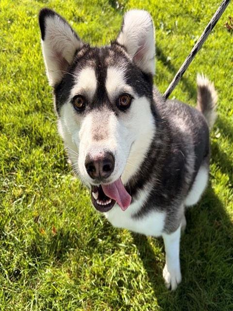 DIESEL - Siberian Husky available for adoption
