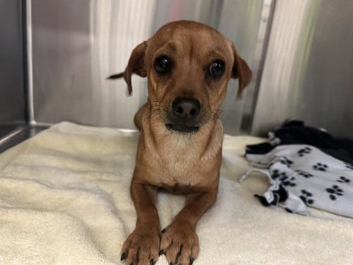 POP - Chihuahua available for adoption