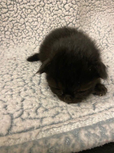 ALL BLACK FEMALE - Domestic Short Hair available for adoption
