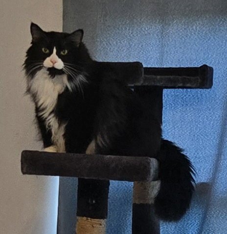 WV - SCOTT (MCR) - Domestic Medium Hair / Maine Coon for adoption in Edison