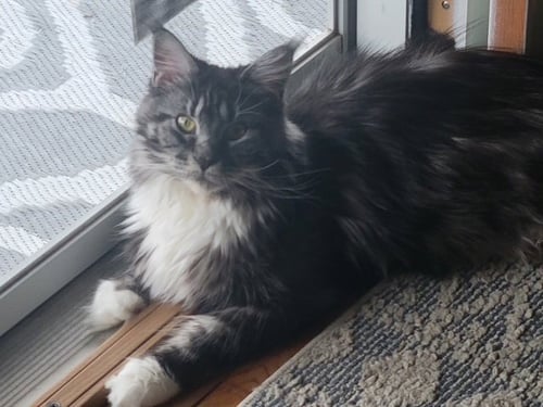 KS - GRETA (MCR) - Maine Coon available for adoption