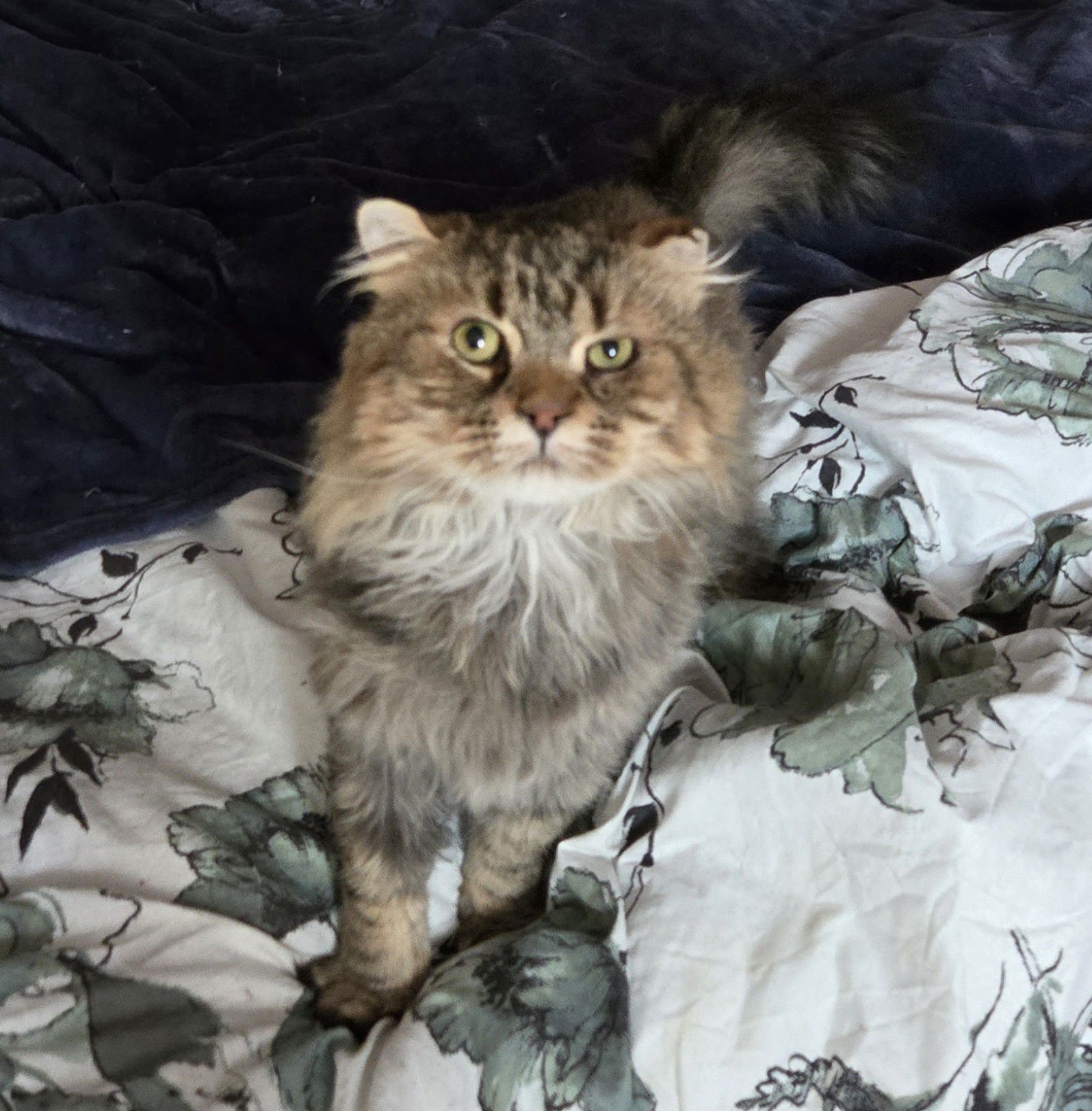 WV - JACKSON (MCR) *FIV POSITIVE* - Maine Coon / Domestic Long Hair for adoption in Edison