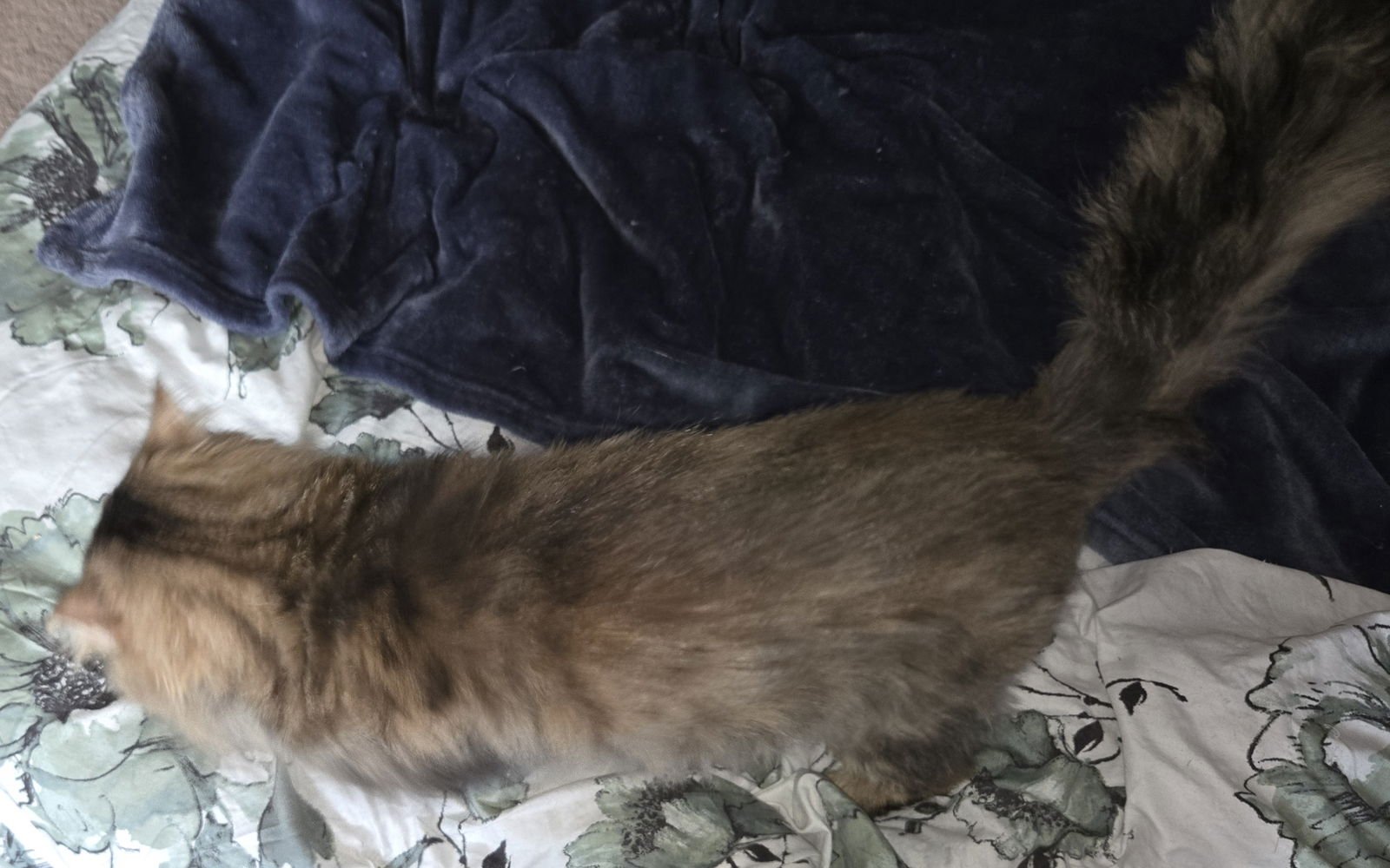 WV - Jackson (MCR) *FIV Positive* - Photo 2