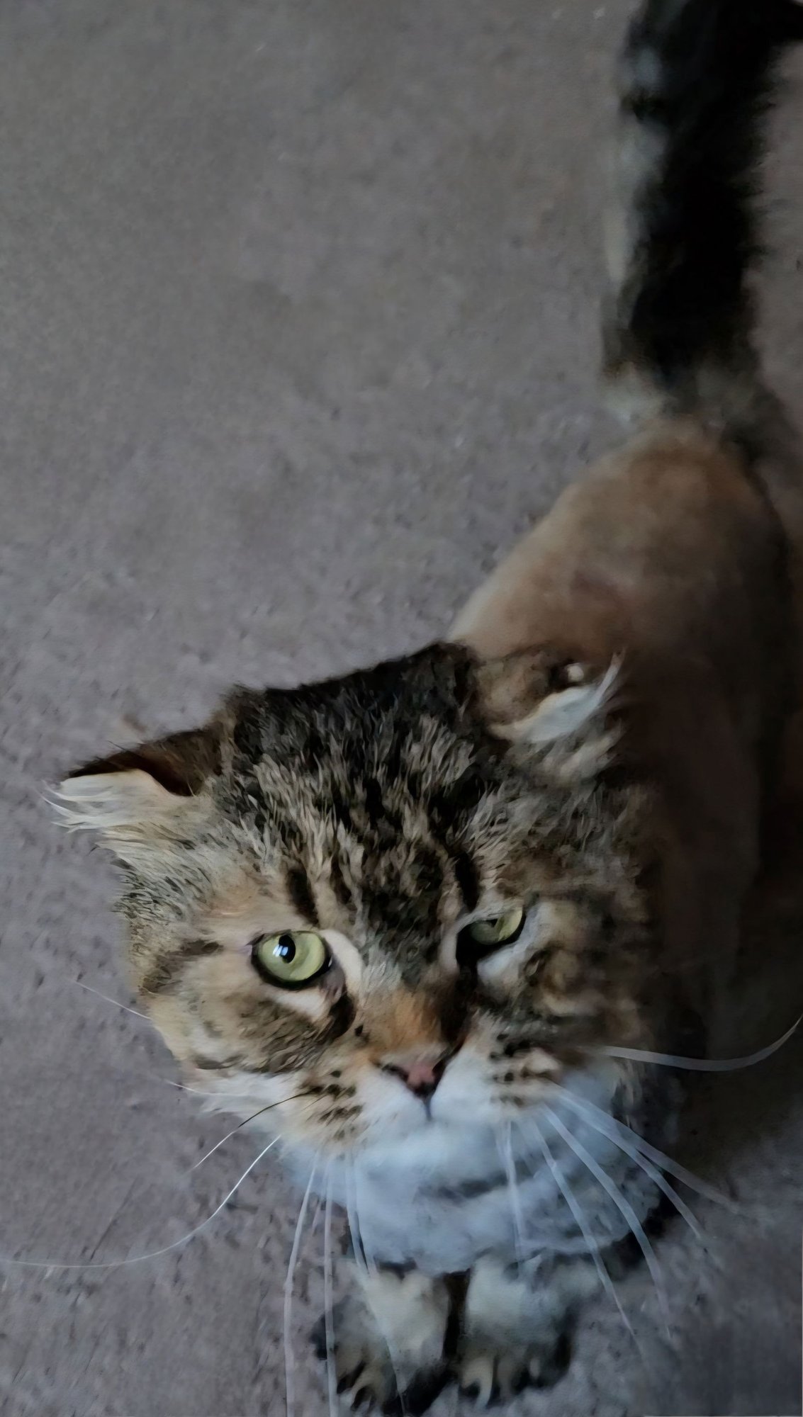 WV - Jackson (MCR) *FIV Positive* - Photo 11