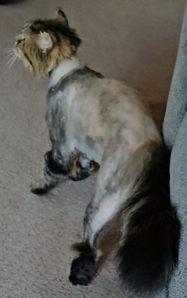 WV - Jackson (MCR) *FIV Positive* - Photo 12