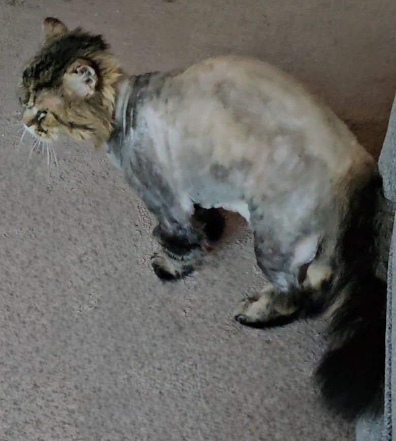 WV - Jackson (MCR) *FIV Positive* - Photo 13
