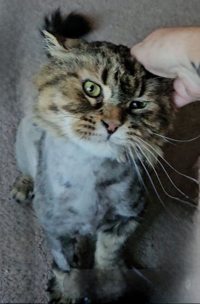WV - Jackson (MCR) *FIV Positive* - Photo 14