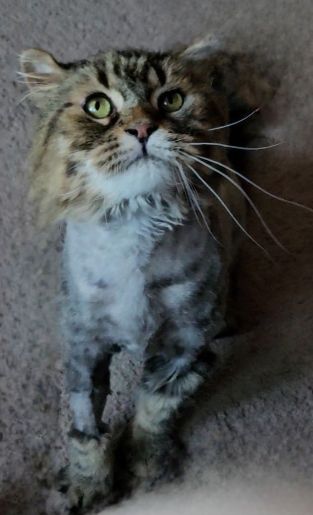 WV - Jackson (MCR) *FIV Positive* - Photo 15