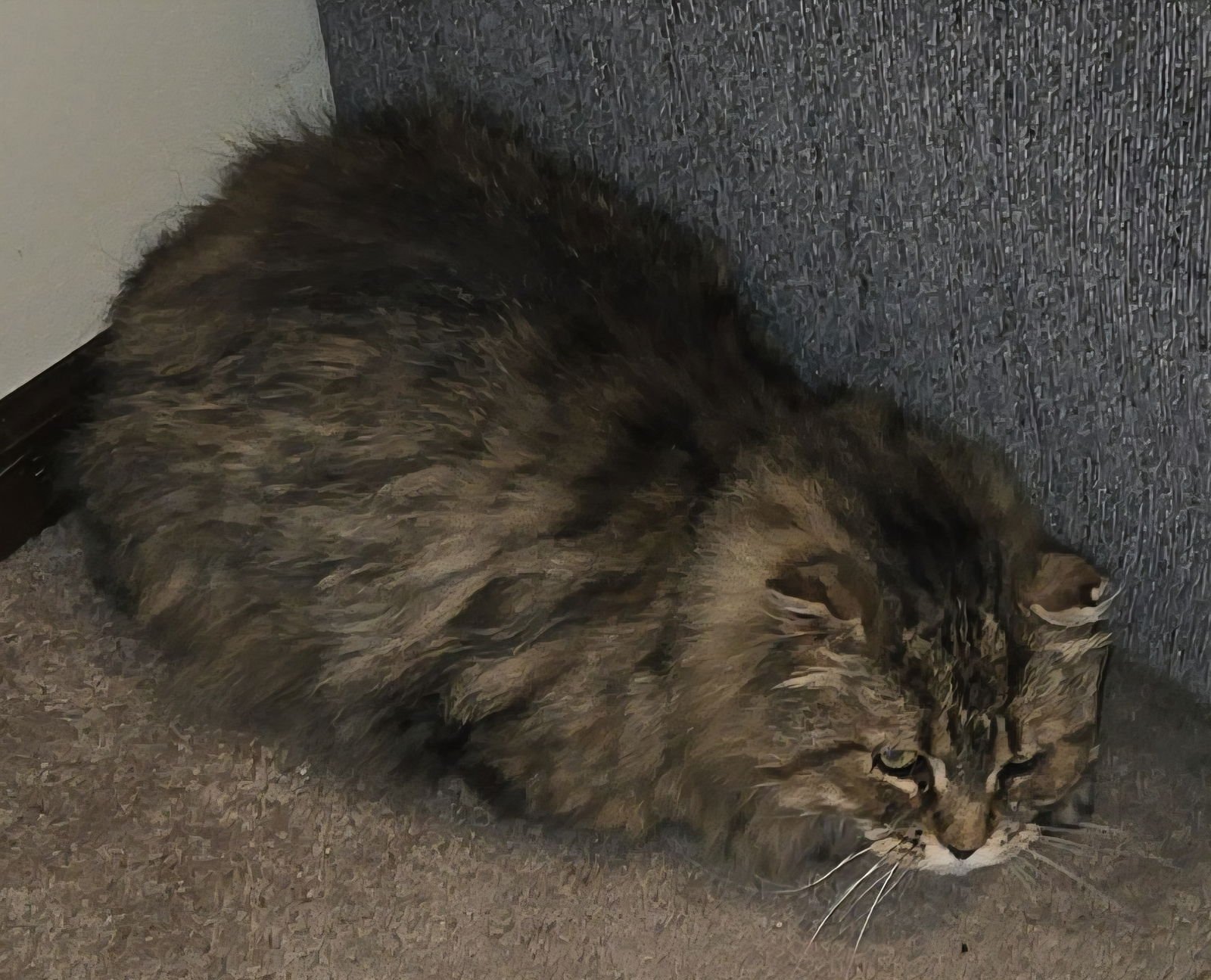 WV - Jackson (MCR) *FIV Positive* - Photo 16