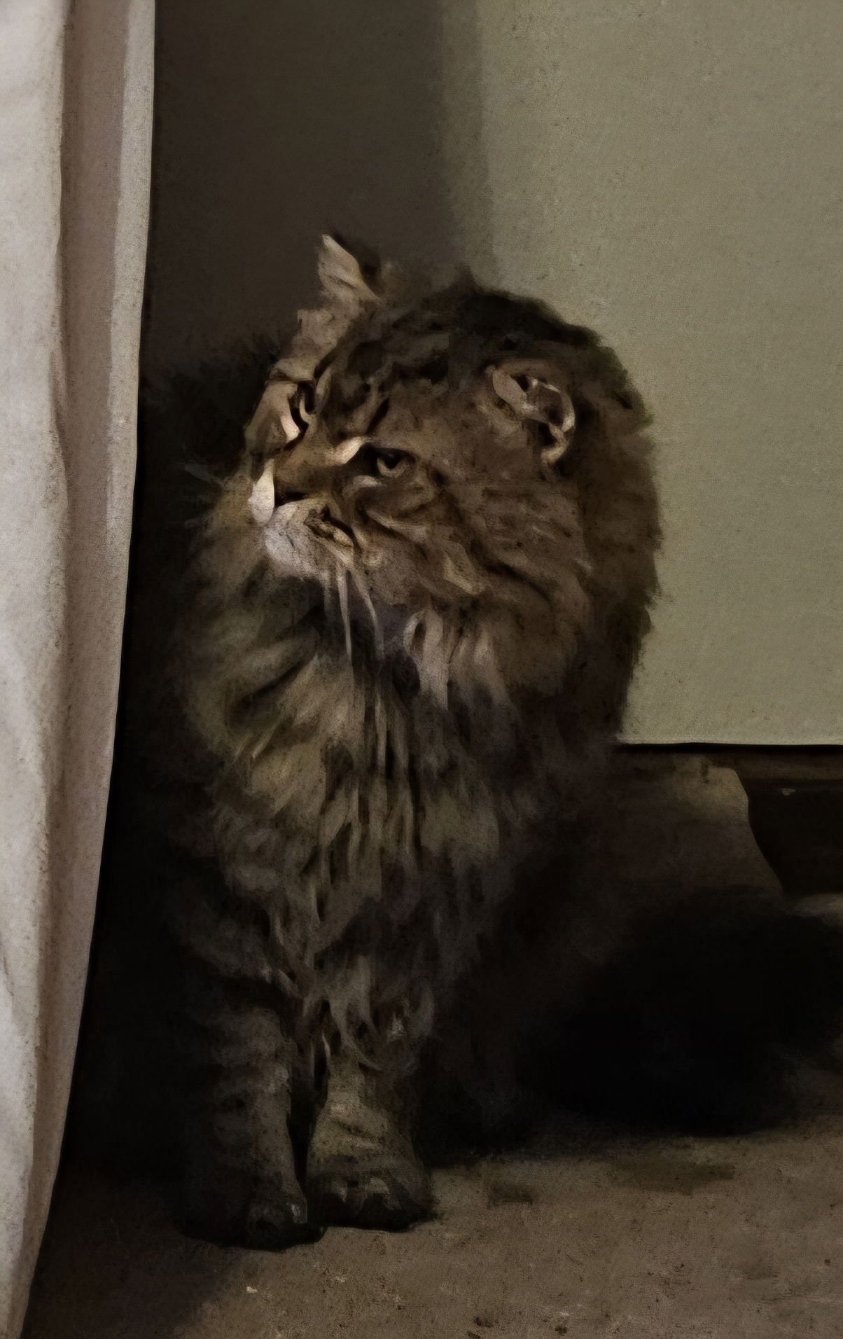 WV - Jackson (MCR) *FIV Positive* - Photo 17