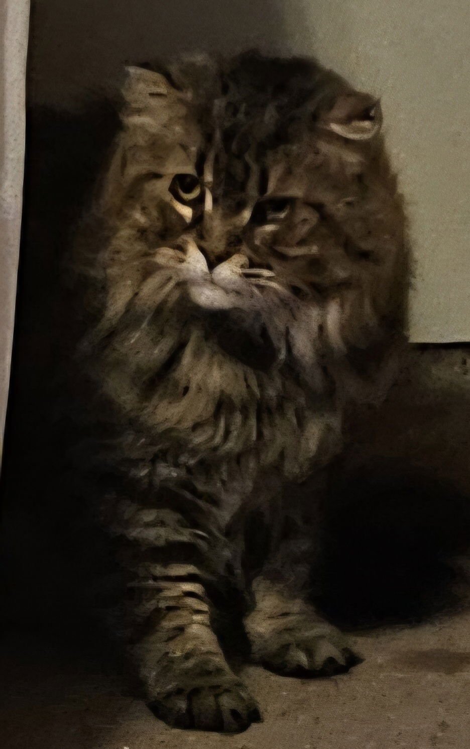 WV - Jackson (MCR) *FIV Positive* - Photo 18