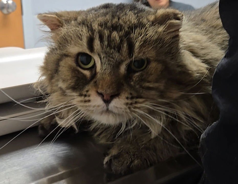 WV - Jackson (MCR) *FIV Positive* - Photo 19