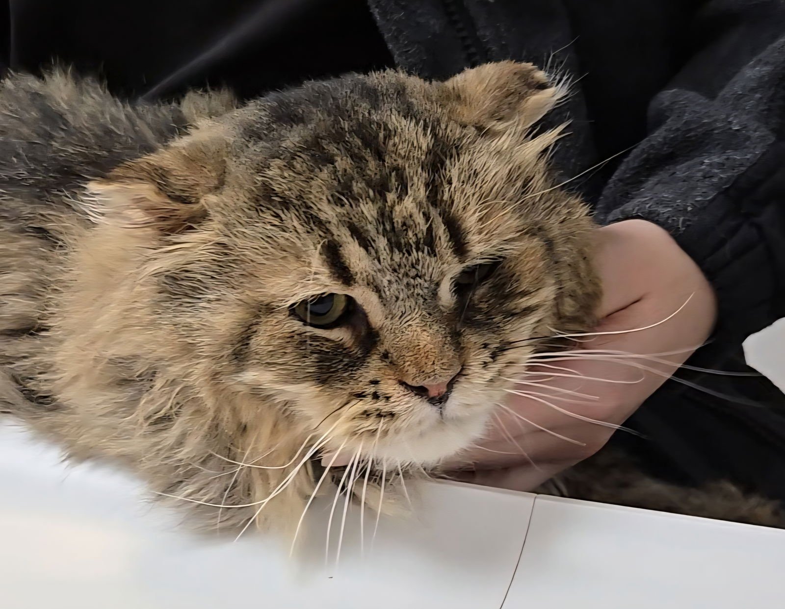 WV - Jackson (MCR) *FIV Positive* - Photo 20