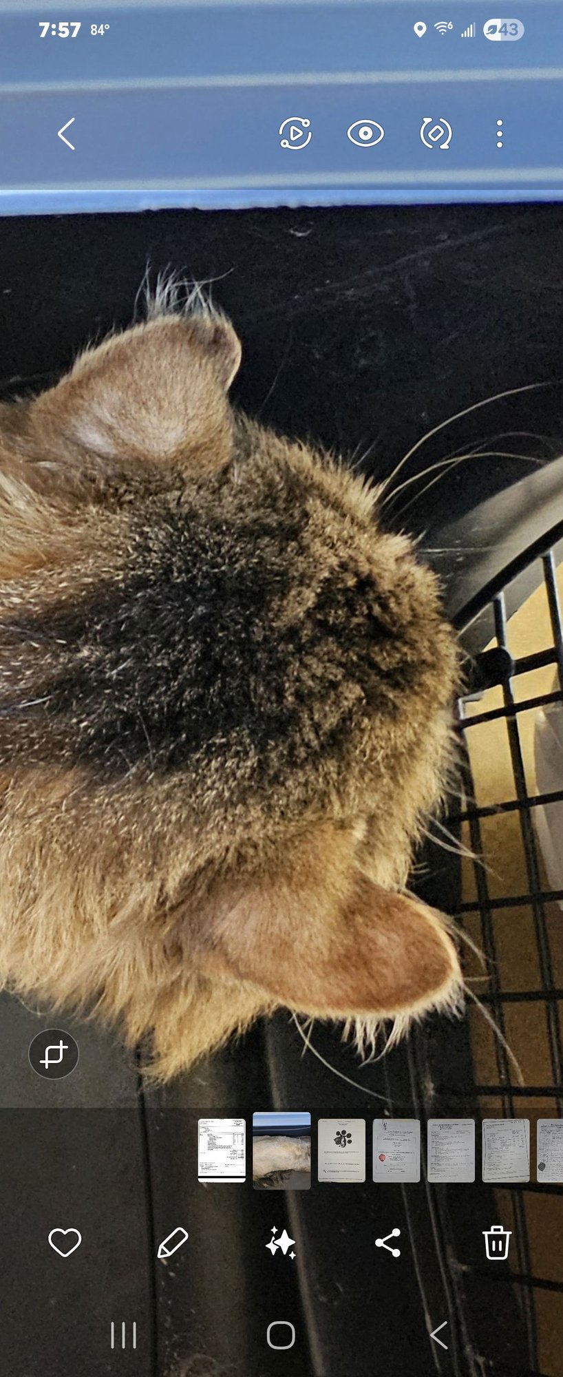 WV - Jackson (MCR) *FIV Positive* - Photo 21
