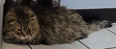 WV - Jackson (MCR) *FIV Positive* - Photo 22
