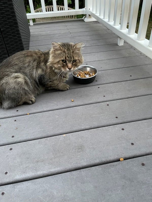 WV - Jackson (MCR) *FIV Positive* - Photo 24
