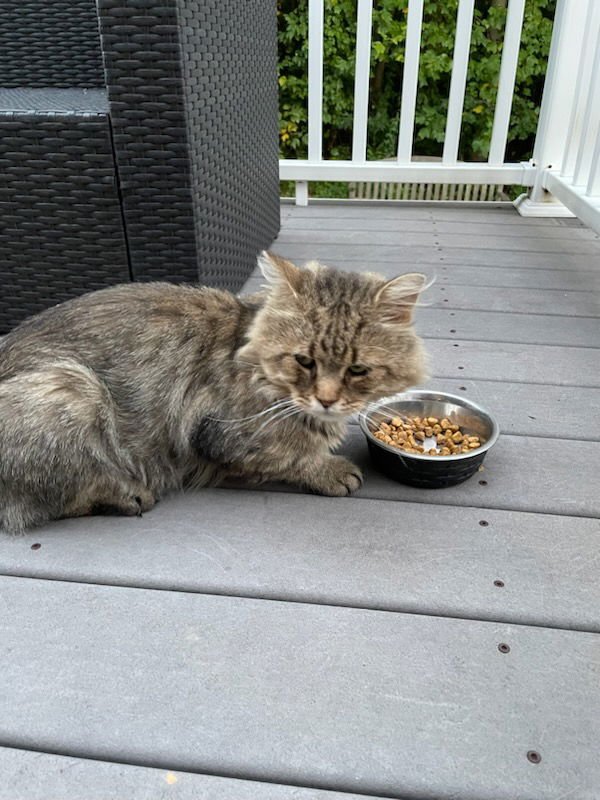 WV - Jackson (MCR) *FIV Positive* - Photo 25