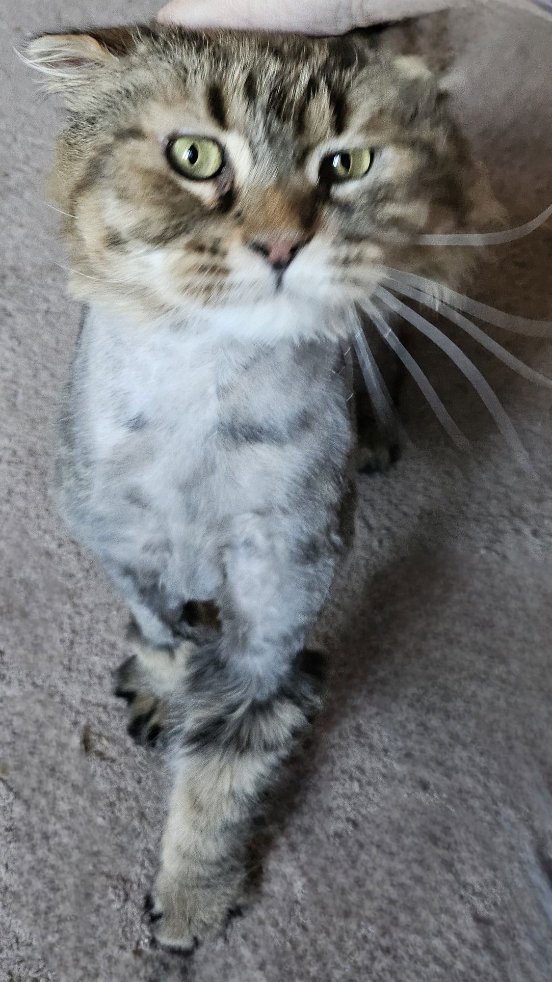 WV - Jackson (MCR) *FIV Positive* - Photo 4