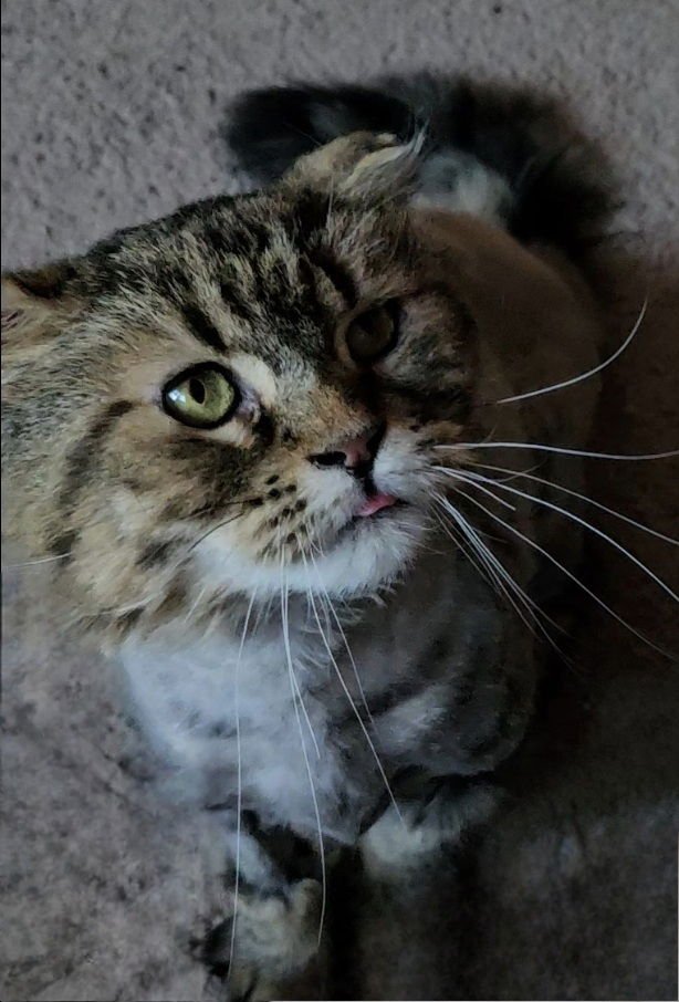 WV - Jackson (MCR) *FIV Positive* - Photo 5