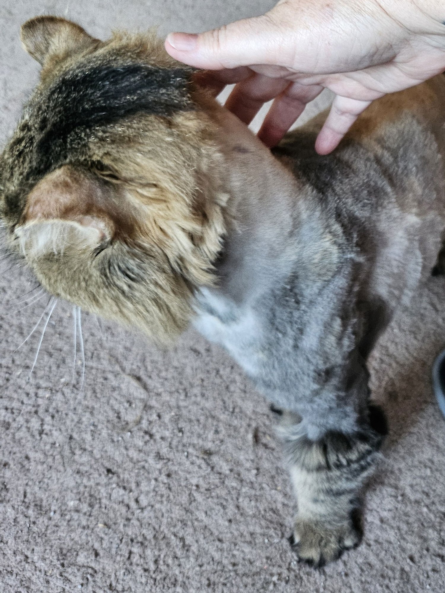 WV - Jackson (MCR) *FIV Positive* - Photo 6
