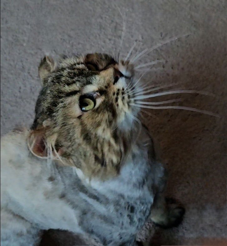 WV - Jackson (MCR) *FIV Positive* - Photo 7