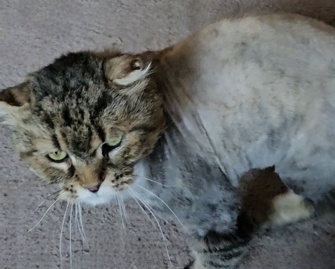 WV - Jackson (MCR) *FIV Positive* - Photo 8