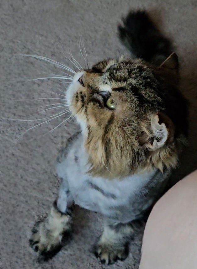 WV - Jackson (MCR) *FIV Positive* - Photo 9