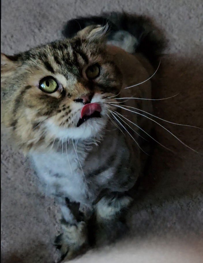 WV - Jackson (MCR) *FIV Positive* - Photo 10