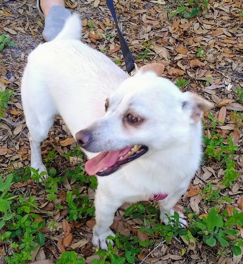 NASH - Chihuahua for adoption in Tampa