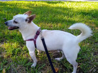 NASH - Photo 2