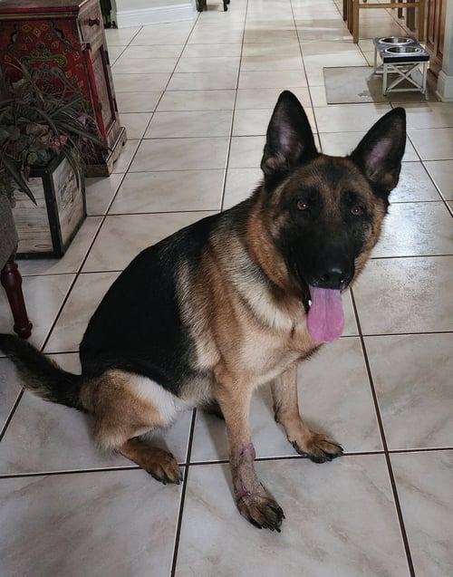 MILA - German Shepherd Dog for adoption in Tampa