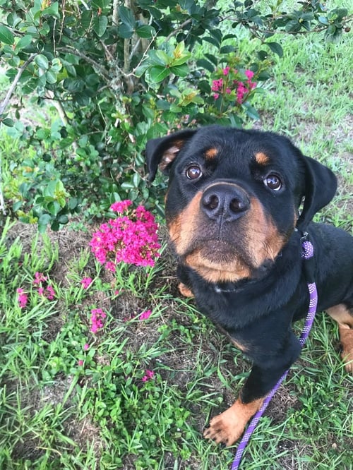 POE - Rottweiler available for adoption