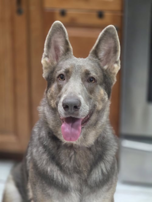COCOA - German Shepherd Dog for adoption in Tampa