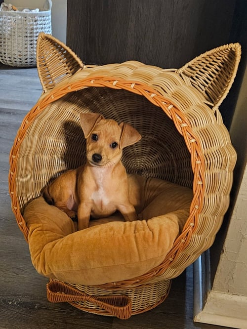 LEO - Chihuahua available for adoption