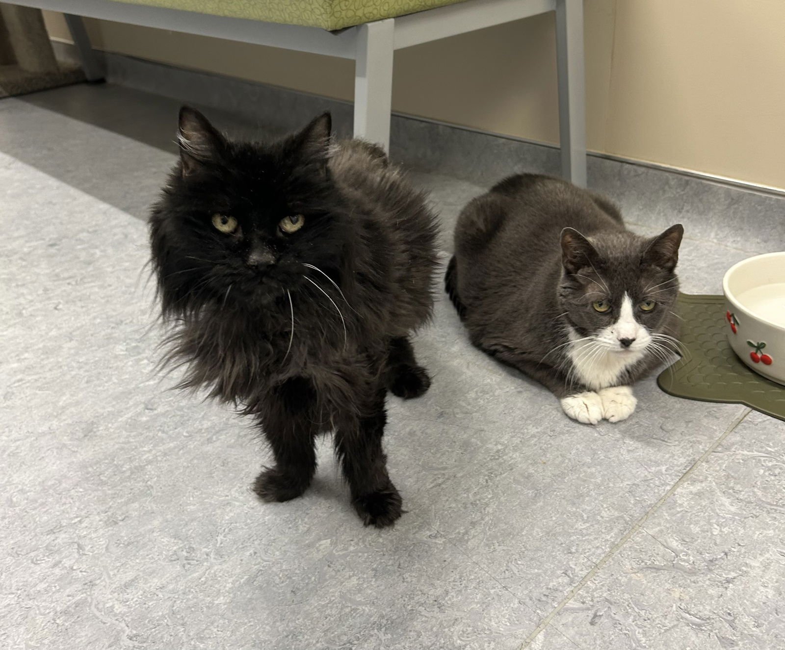 MICKEY & MISSY - Domestic Short Hair available for adoption