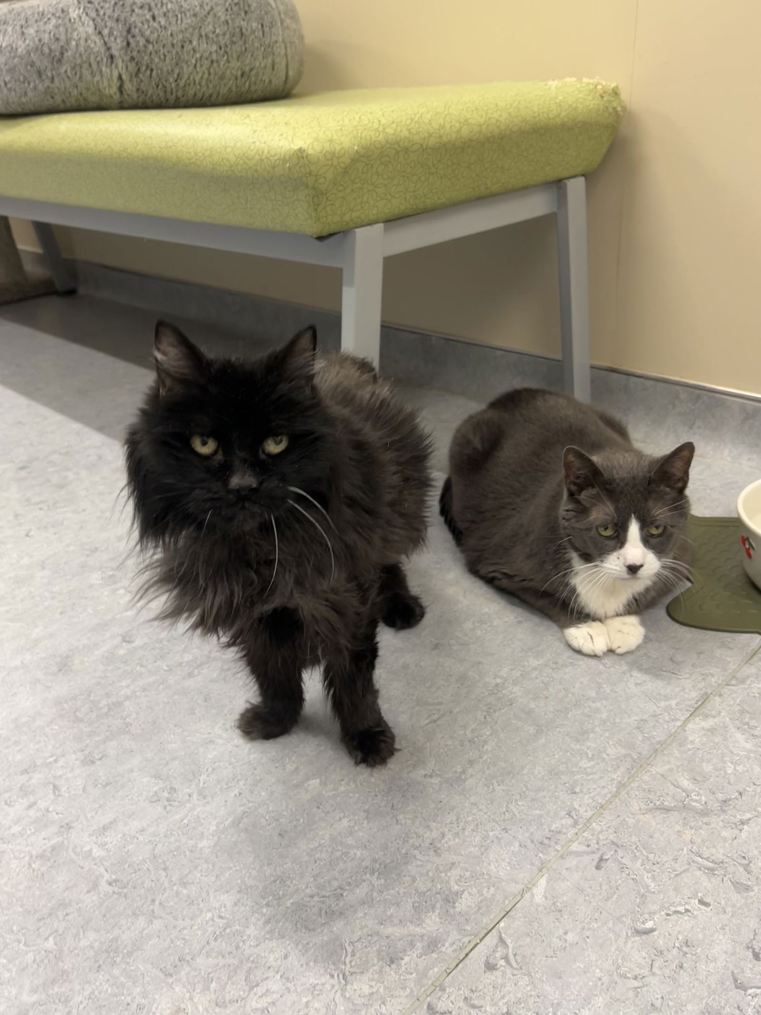 MICKEY & MISSY - Domestic Short Hair available for adoption