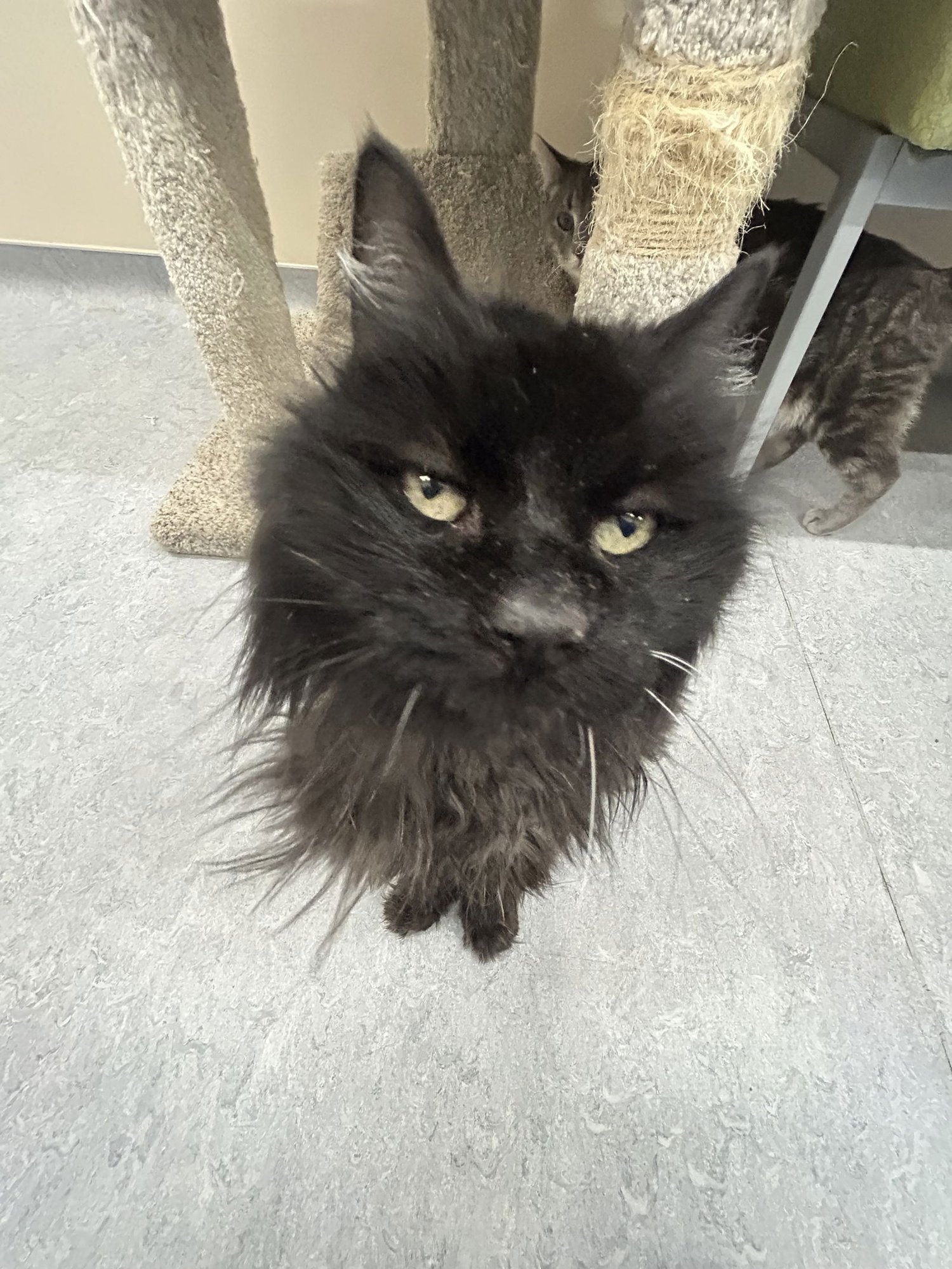 Mickey & Missy - Photo 3