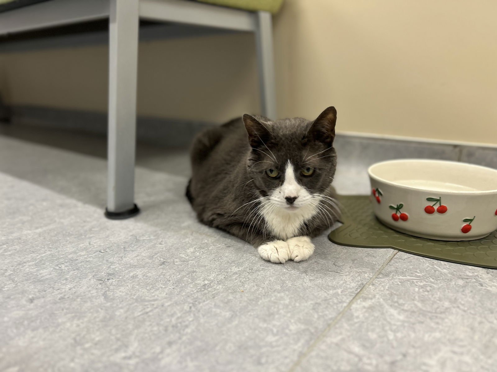 Mickey & Missy - Photo 4