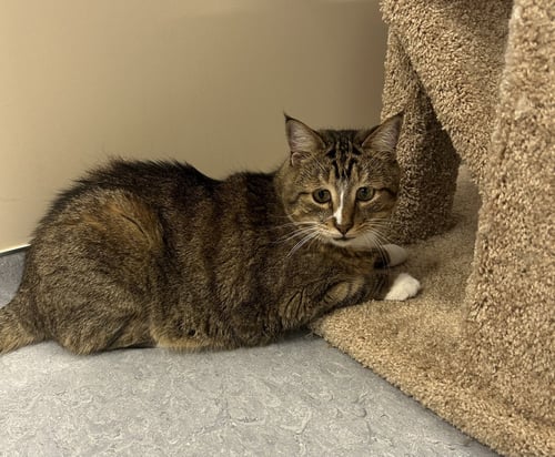 BIFF - Domestic Short Hair available for adoption