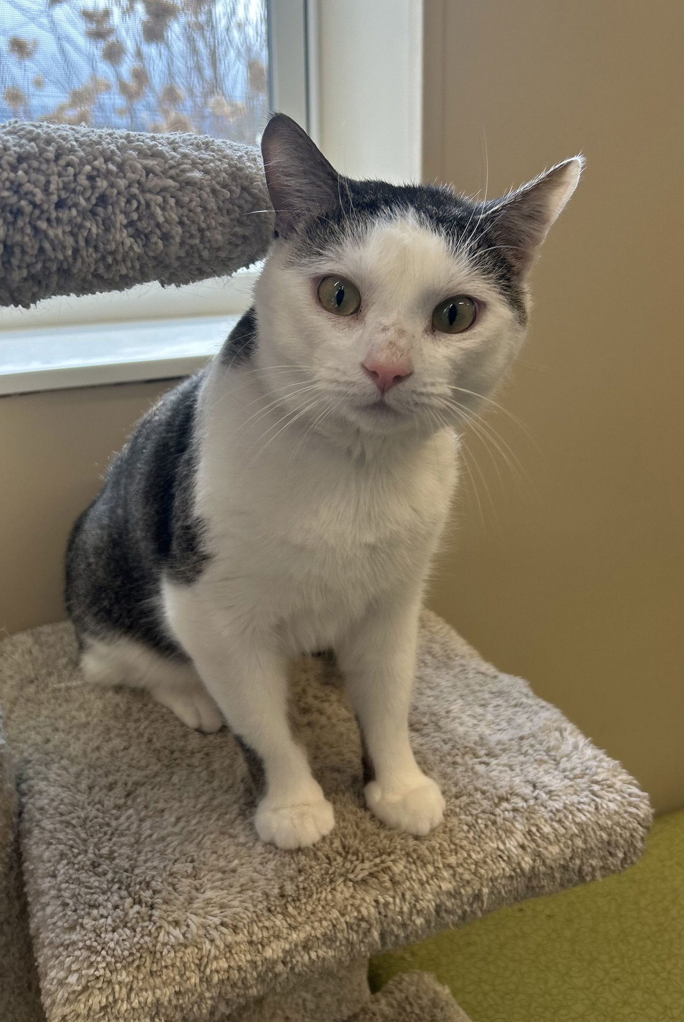 OLLY - Domestic Short Hair available for adoption